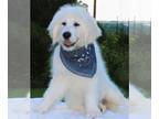 Goldendoodle PUPPY FOR SALE ADN-789375 - English Cream Goldendoodle