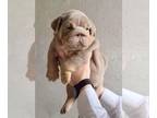 English Bulldog PUPPY FOR SALE ADN-789378 - LILAC TAN TRI FEMALE