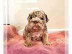 English Bulldog PUPPY FOR SALE ADN-789390 - LILAC TAN TRI MERLE FEMALE