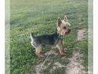 Yorkshire Terrier PUPPY FOR SALE ADN-789423 - milo