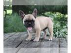 French Bulldog PUPPY FOR SALE ADN-789425 - Playful AKC French Bulldog Puppies