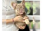 French Bulldog PUPPY FOR SALE ADN-789431 - ISABELLA TAN FLUFFY FEMALE