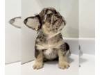 French Bulldog PUPPY FOR SALE ADN-789463 - CHOCOLATE TAN TRI MERLE MALE