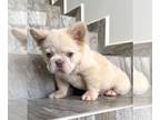 French Bulldog PUPPY FOR SALE ADN-789465 - CREAM FLUFFY MALE