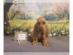 Bloodhound PUPPY FOR SALE ADN-789473 - Hedys Silver Girl