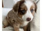 Miniature Australian Shepherd PUPPY FOR SALE ADN-789475 - Mini Australian