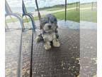 Maltipoo PUPPY FOR SALE ADN-789478 - DIGGER IS A BLUE MERLE MALTIPOO