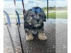 Maltipoo PUPPY FOR SALE ADN-789487 - DINGUS IS A MALTIPO BOY