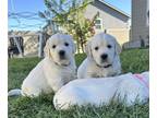 English Cream Golden Retriever PUPPY FOR SALE ADN-789494 - English Cream Golden