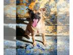 Whippet Mix DOG FOR ADOPTION RGADN-1179774 - Radio - Whippet / Terrier / Mixed
