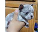 French Bulldog Puppy for sale in Aurora, IL, USA