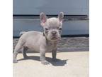 French Bulldog Puppy for sale in Aurora, IL, USA