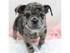 French Bulldog Puppy for sale in Jones, MI, USA