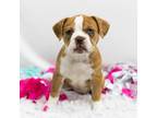 French Bulldog Puppy for sale in Jones, MI, USA
