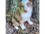 Australian Shepherd Puppy for sale in Jeromesville, OH, USA