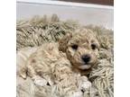 Cavapoo Puppy for sale in Westfield, MA, USA