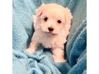 Maltese Puppy for sale in Summer Shade, KY, USA