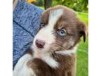 Australian Shepherd Puppy for sale in Blackshear, GA, USA