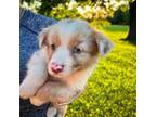 Australian Shepherd Puppy for sale in Blackshear, GA, USA