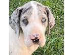 Great Dane Puppy for sale in Luther, OK, USA