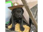 Labrador Retriever Puppy for sale in Portland, IN, USA