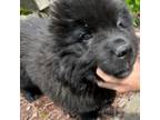 Newfoundland Puppy for sale in Saint Cloud, MN, USA