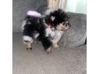 Pomeranian Puppy for sale in Fresno, CA, USA