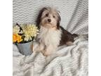 Havanese Puppy for sale in Newberry, IN, USA