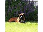 Boxer Puppy for sale in Rochester, IN, USA