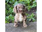 Cocker Spaniel Puppy for sale in Hardy, AR, USA