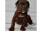American Mastiff Puppy for sale in Loudon, NH, USA