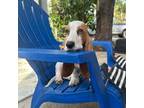 Basset Hound Puppy for sale in Port Richey, FL, USA