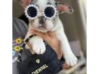 French Bulldog Puppy for sale in Sparta, NJ, USA