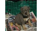 Mutt Puppy for sale in Omaha, NE, USA