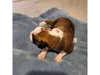 Boxer Puppy for sale in Breckenridge, TX, USA