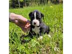 Boxer Puppy for sale in Amberg, WI, USA