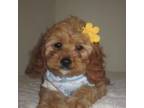 Cavapoo Puppy for sale in New York, NY, USA