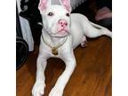 American Pit Bull Terrier Puppy for sale in Ridgewood, NY, USA