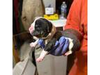 Bulldog Puppy for sale in Martinsville, VA, USA