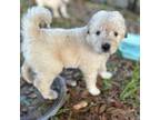 Great Pyrenees Puppy for sale in Weirsdale, FL, USA