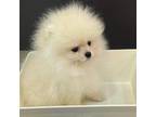 Pomeranian Puppy for sale in Southfield, MI, USA