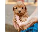 Poodle (Toy) Puppy for sale in Evansville, IN, USA