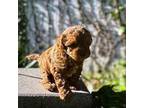 Shih-Poo Puppy for sale in Evansville, IN, USA