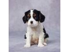 Cavalier King Charles Spaniel Puppy for sale in Apple Creek, OH, USA