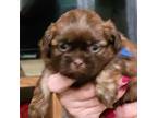 Shih Tzu Puppy for sale in Jonesborough, TN, USA