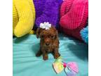 Red Toy Poodle Teacup
