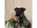 Schnauzer (Miniature) Puppy for sale in Lewisburg, PA, USA