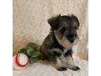 Schnauzer (Miniature) Puppy for sale in Lewisburg, PA, USA