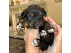Havanese Puppy for sale in Orlando, FL, USA