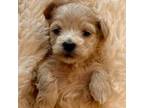 Havanese Puppy for sale in Orlando, FL, USA